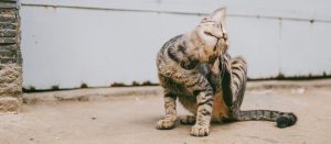Vlooien bij katten