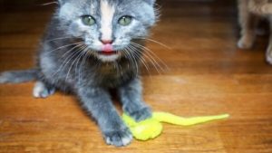 Kat worm