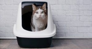 Kattenbak