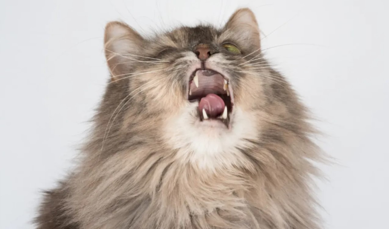 Niest je kat? Lees hier de oorzaken waardoor katten niezen