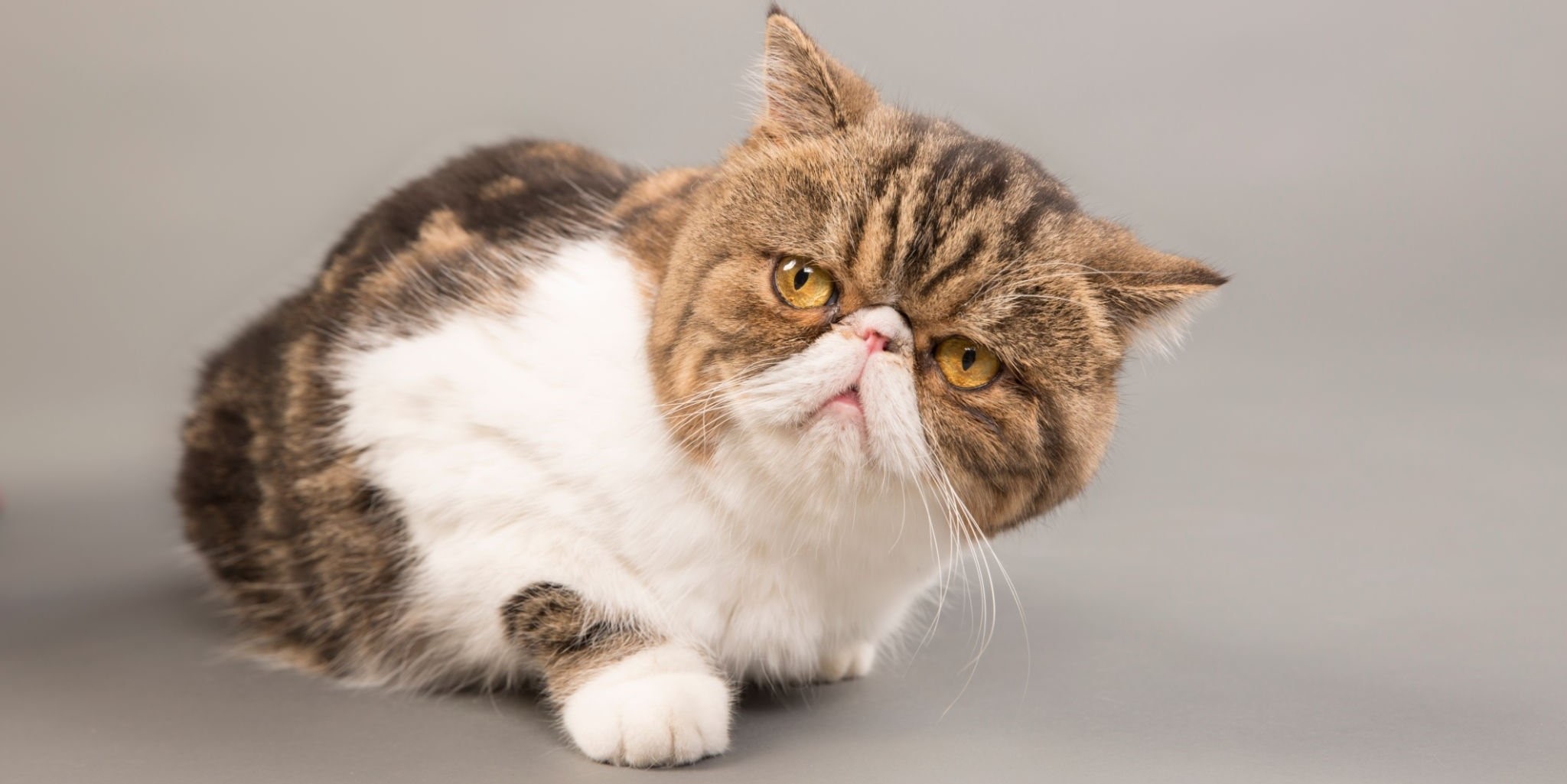 Exotic Shorthair FORSYCAT LEONARDO Cream Spotted Tabby And White Exotic Shorthair FORSYCAT LEONARDO Cream Spotted Tabby And White