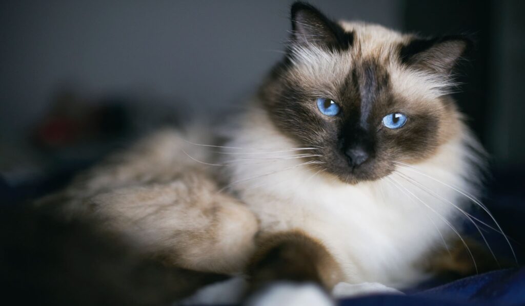 De Heilige Birmaan Een Mystieke en Luie Huisgenoot