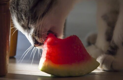Kat eet watermeloen