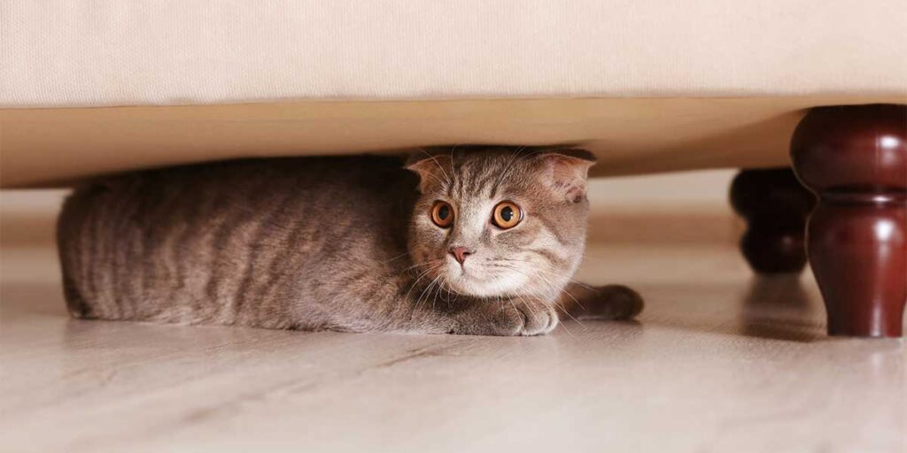 Bange kat onder bank