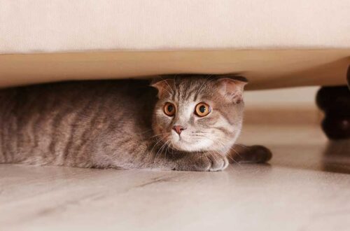 Bange kat onder bank