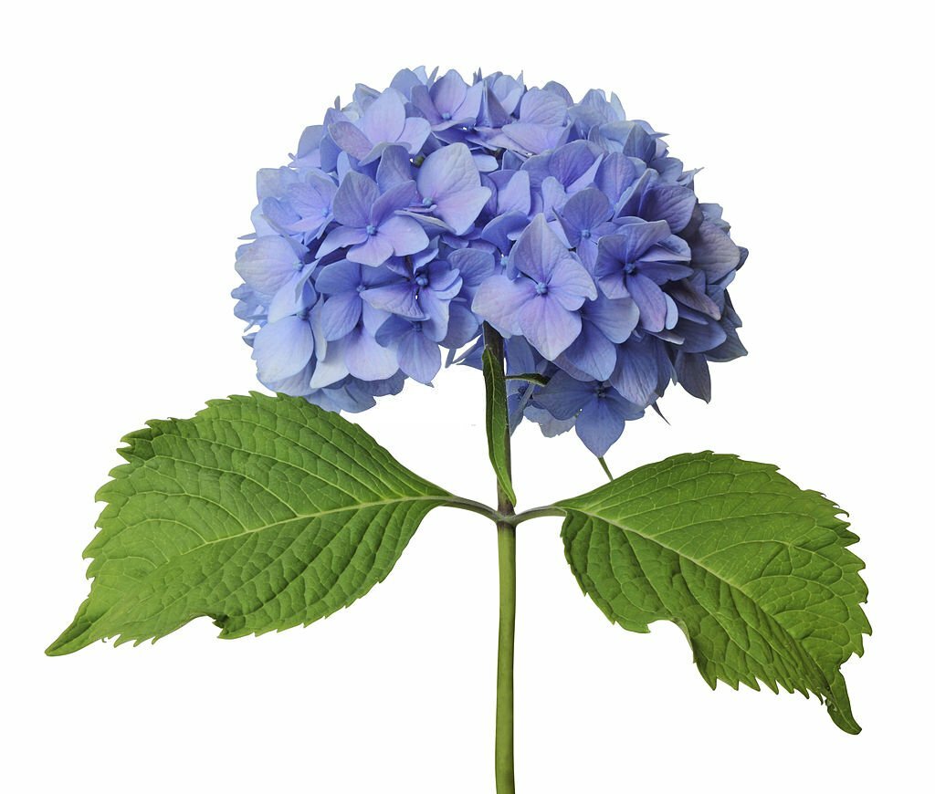 Bloem hortensia