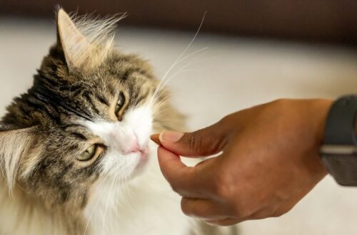 Kat pakt een stukje frikandel aan