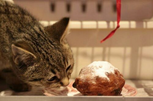 Kat ruikt aan een oliebol