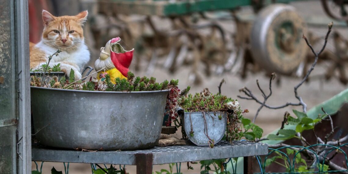 kat op boerderij terrein
