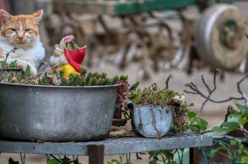 kat op boerderij terrein
