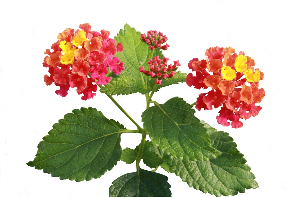 Lantana bloem