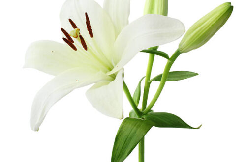 Witte lelie