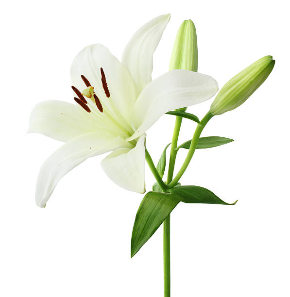Witte lelie