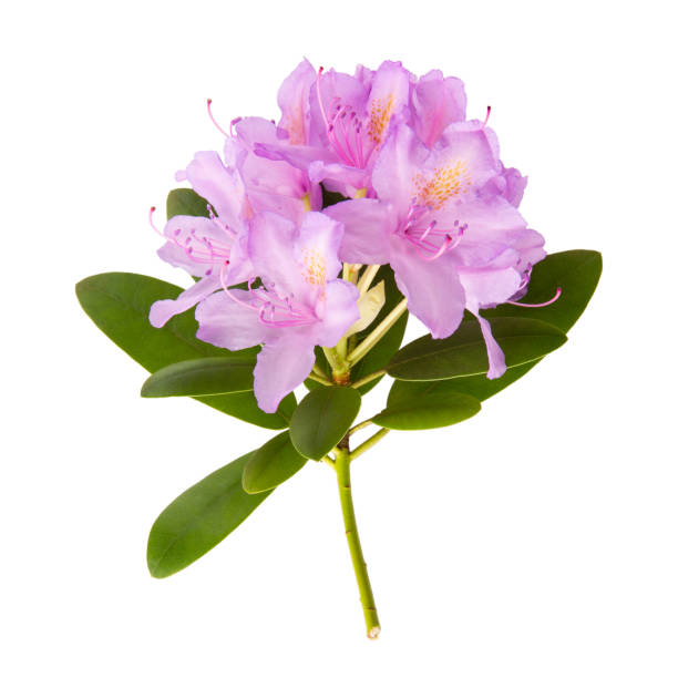 Bleom roze rodondendroen