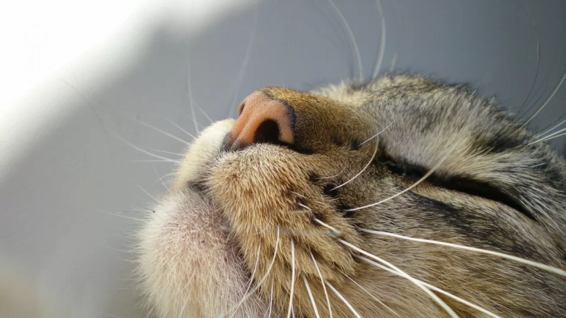 Ruikende kat met zijn neus in de lucht