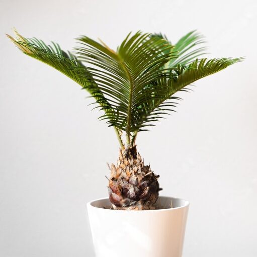 Sago palm