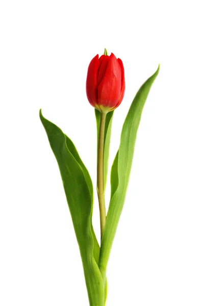 Rode Tulp
