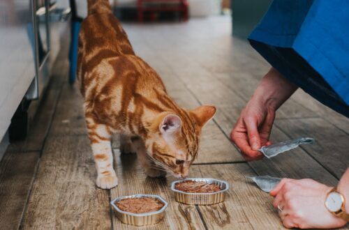 Kat met twee kuipjes natvoer en die aan één kuipje ruikt