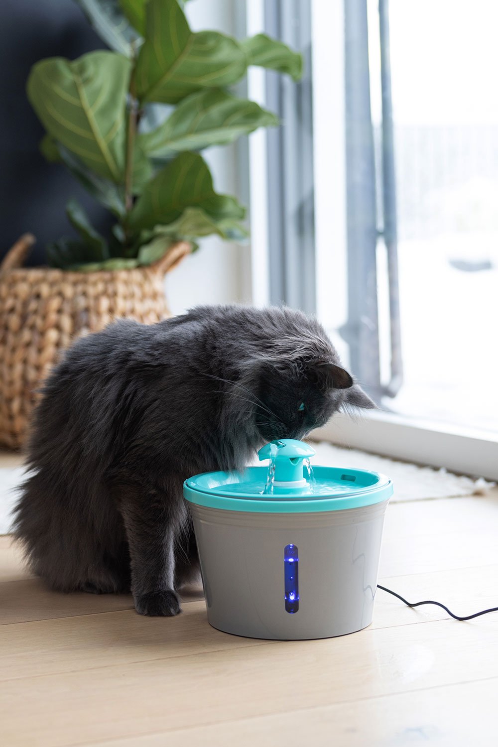 Drinkfontein Hond en Kat