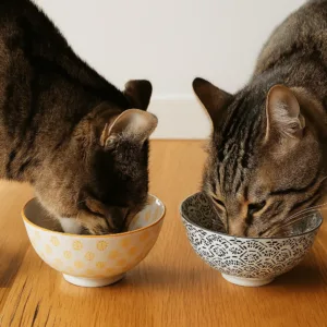 Catfood: 